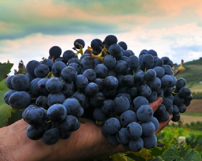 Barbera