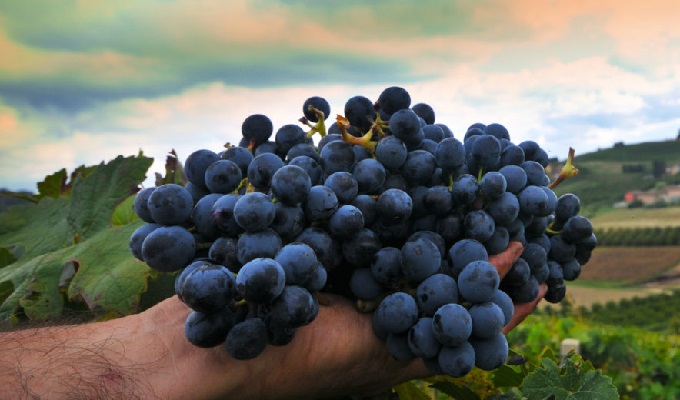 Barbera