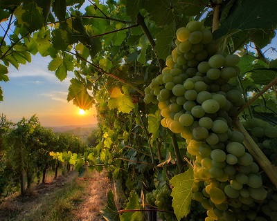 Marotti Campi