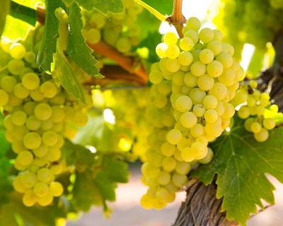 Chardonnay
