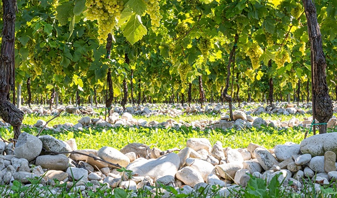 Cantina Rauscedo