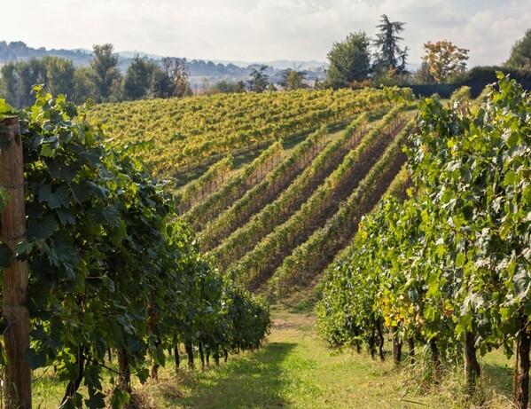 CANTINA SETTECANI