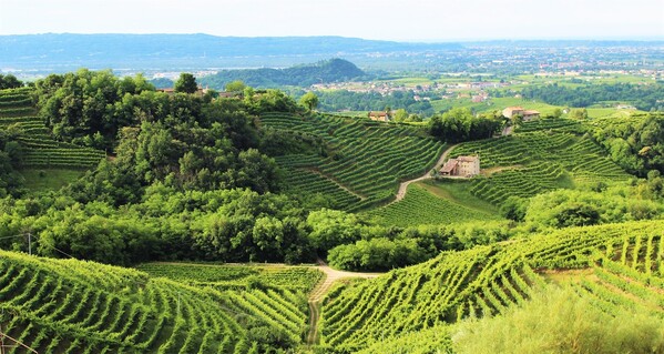 MONTELVINI