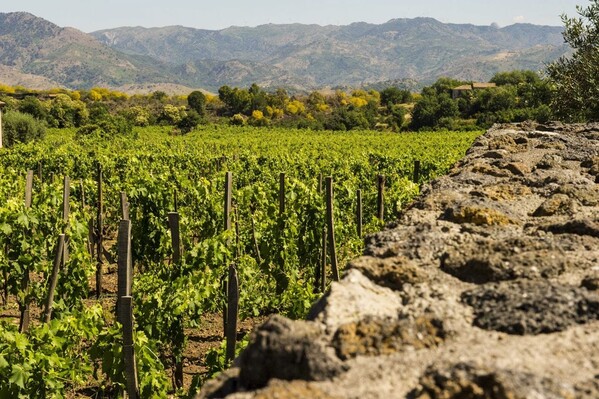TENUTA DI FESSINA