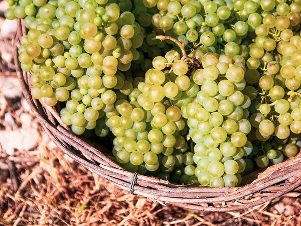 CANTINA RAUSCEDO