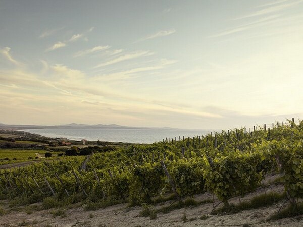 TENUTA ASINARA