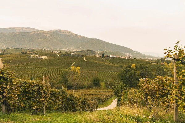 BELLUSSI