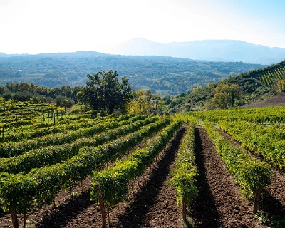 Campania Torricino