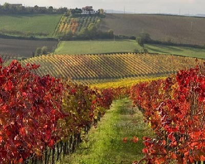 Special Lambrusco