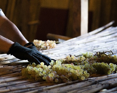 Special Vermentino