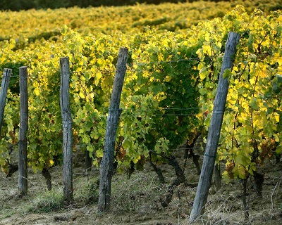 Gavi La Scolca