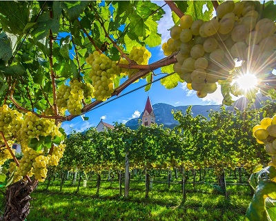 Alto Adige Andrian