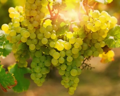Special Sauvignon
