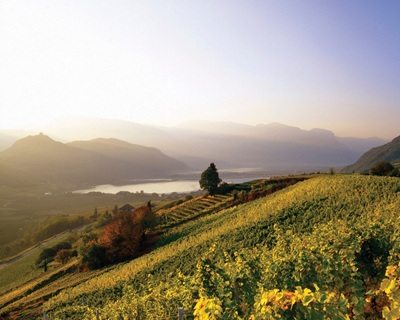 Alto Adige Caldaro - Kellerei Kaltern