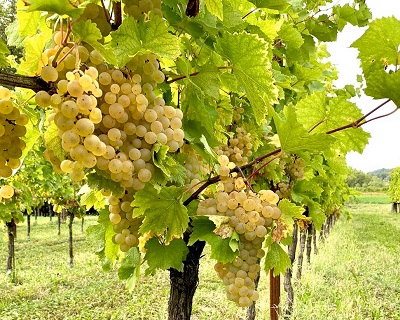 Special Ribolla Gialla