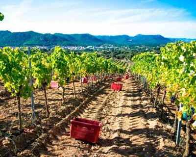 Sardegna Cantina del Vermentino