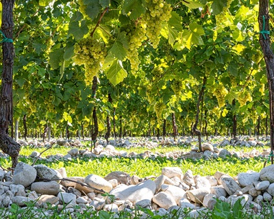 Friuli Cantina Rauscedo