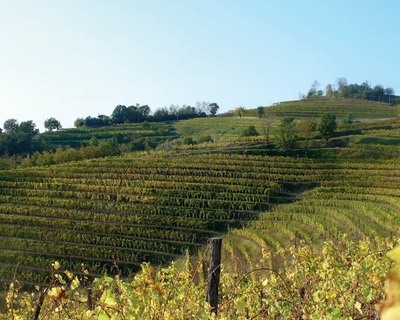 Friuli Gradis'ciutta