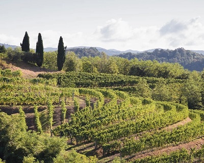 Friuli Livio Felluga