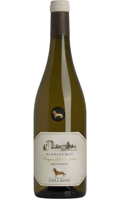 Sauvignon "BLANC FUMAT" DOC [COLLAVINI]